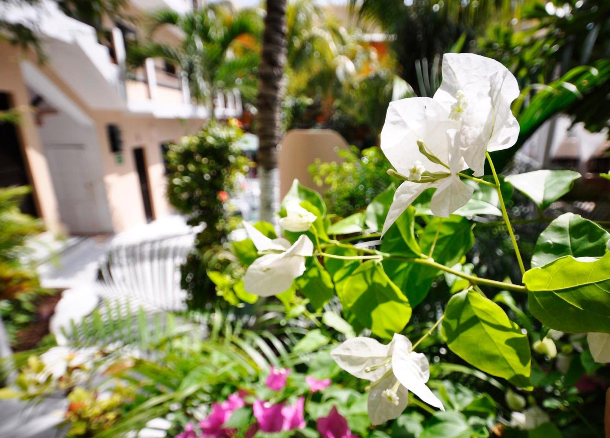 Hotel Beach Energy 5Th Av Playa del Carmen Quarto foto